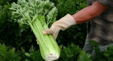 Nať celeru: pěstování a péče na otevřeném poli